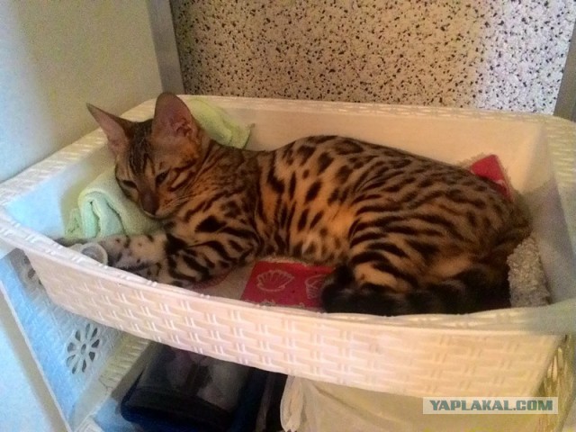 Котовторник 29.03.2016