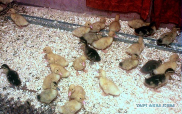 Сельскохозяйственный эксперимент ч. 7