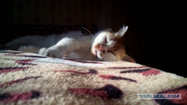 Котовторник 09.08.2016