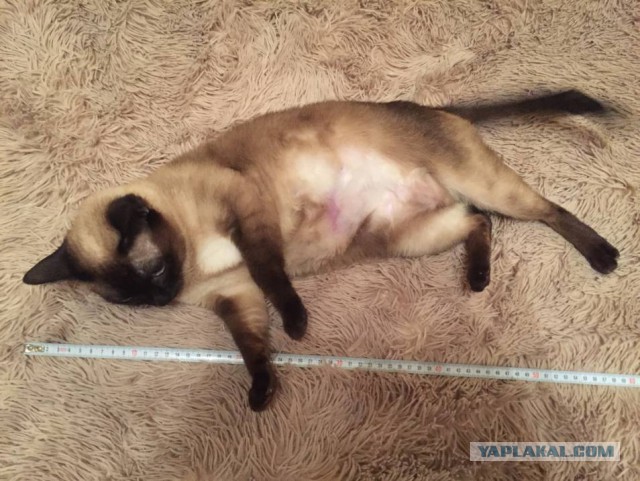 ЯП-конкурс: Замерь кота