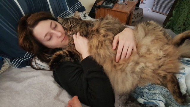 Коты из сети