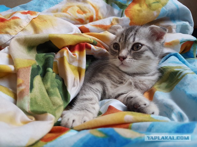 Котовторник 28.02.2017