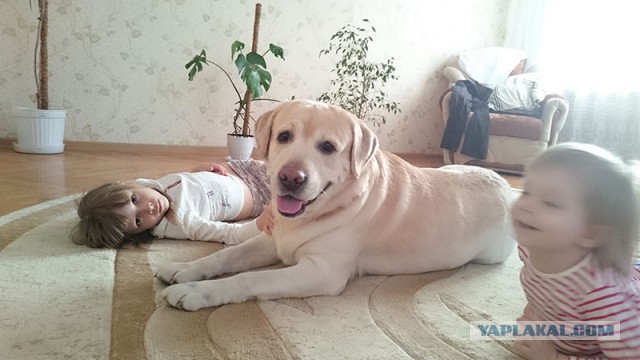 Когда в доме есть собака. Собачкочетвергу посвящается.