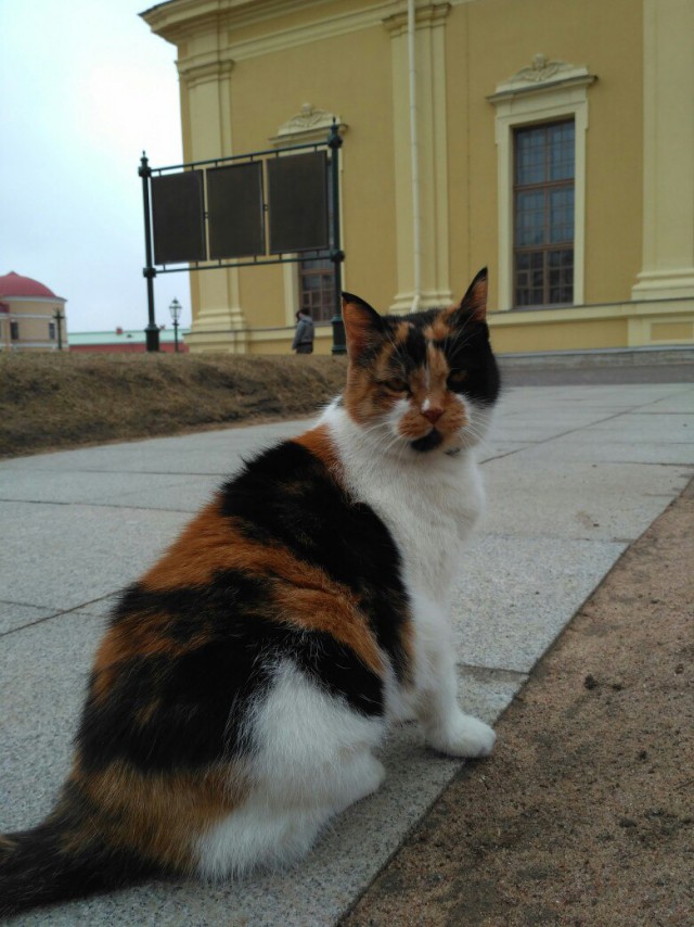 Коты и Кошки