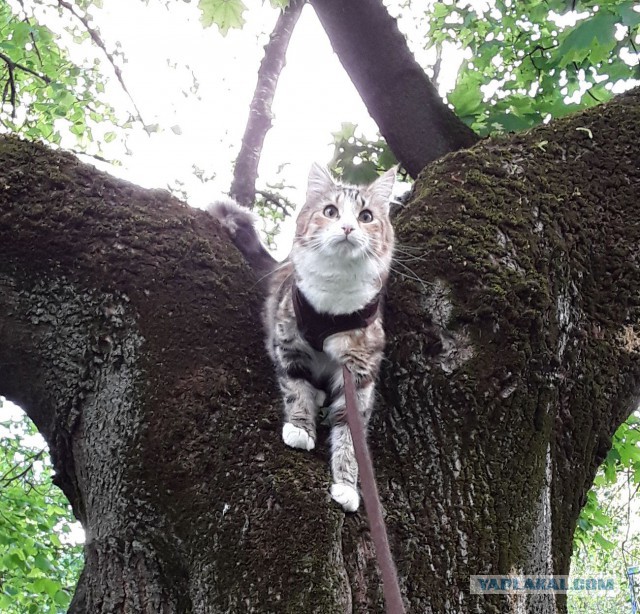 Котовторник 30.05.2017