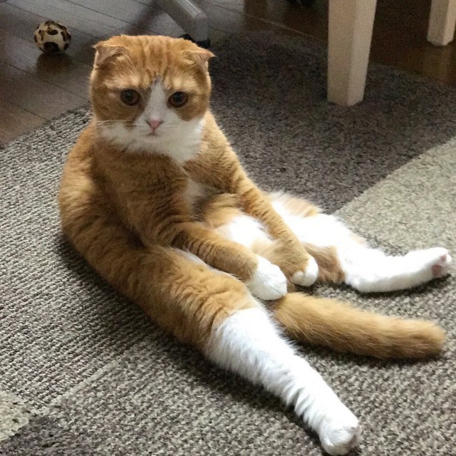 Коты и Кошки