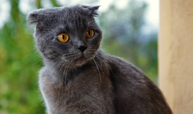 Коты и Кошки
