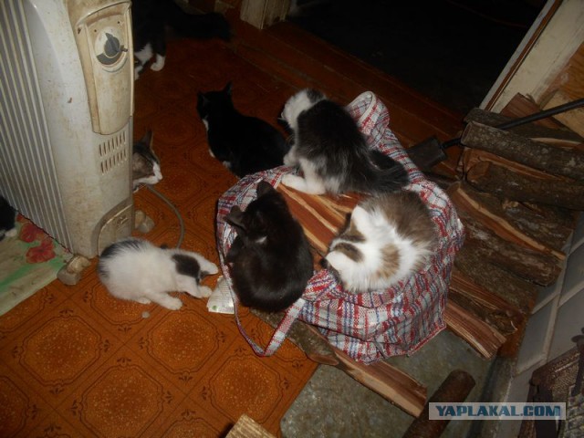 Жизнь домашнего приюта для котеек 189