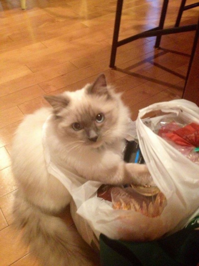 Котовторник 9.01.2018