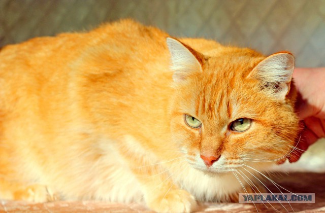 Екатеринбург и СО. Рыжий кот ищет дом
