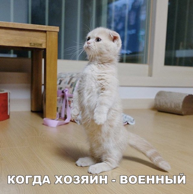 Фотобомбы котов