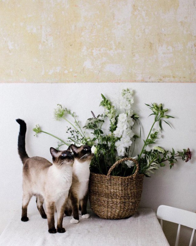 Фотобомбы котов