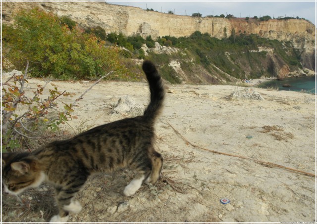 Крымские каникулы. Котовторник