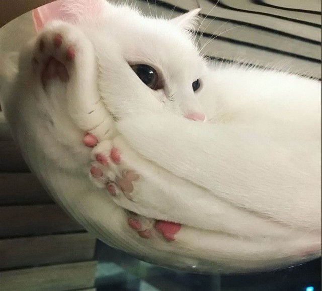 Прикольных котов пост