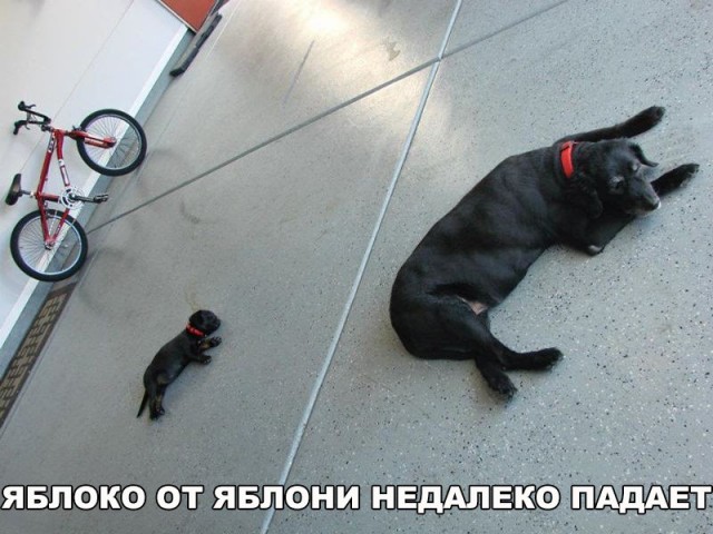 Нестандартный юмор