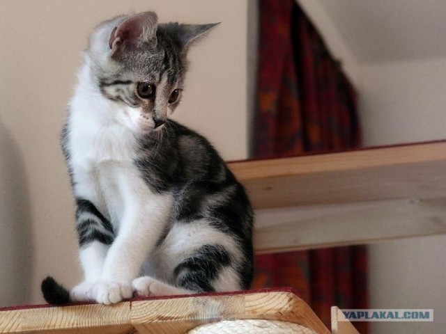 Котовторник на ЯПлакалъ (03.06), котята (31 шт)