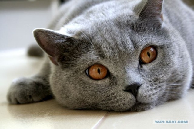 Котовторник на ЯПлакалъ
