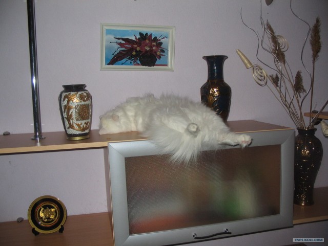 А как же котовторник?
