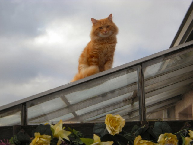 Котовторник на 31.03.2009