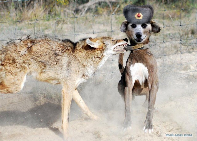 В ловушке