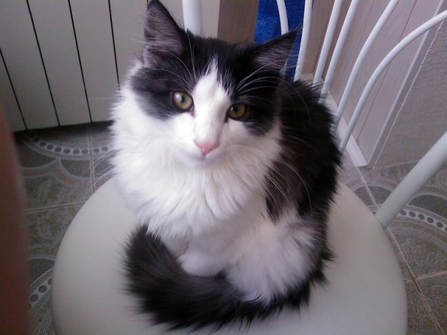 Котовторник