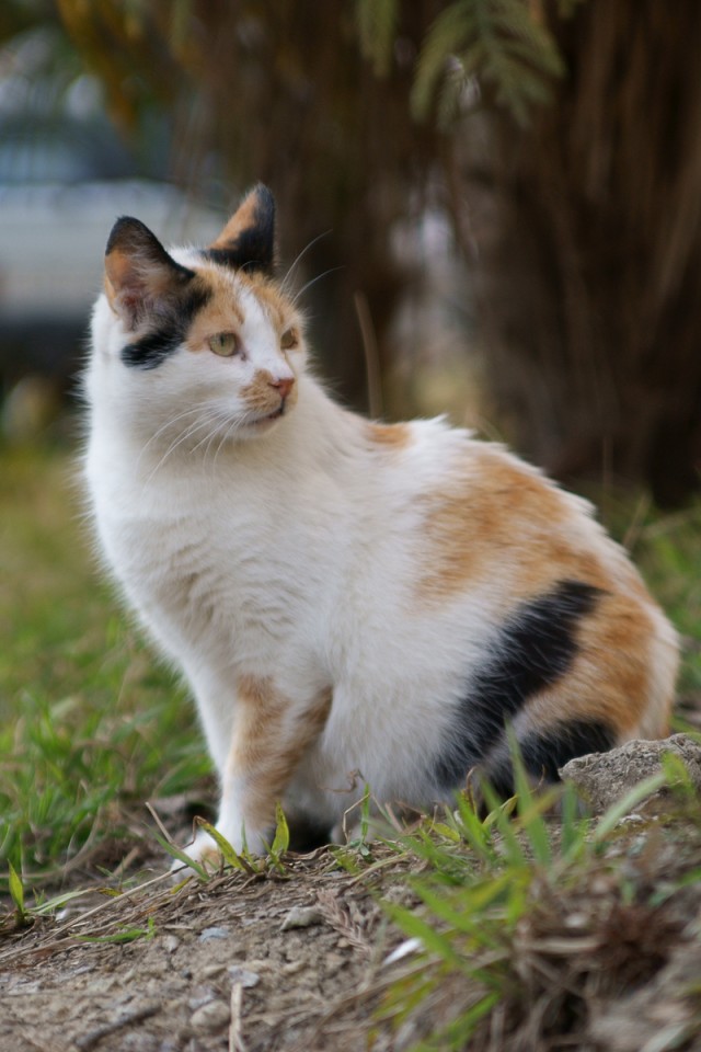Котовторник. А как же?!