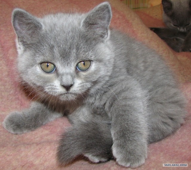 Котейкин вторник! Космический 12.04!
