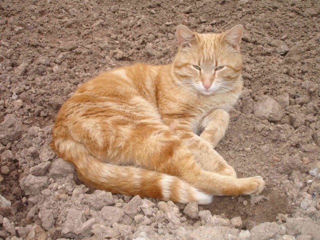 Котовторник