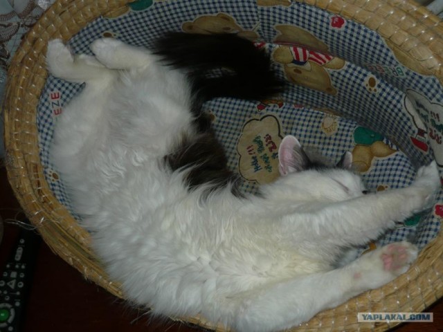 Котовторник на середину июня