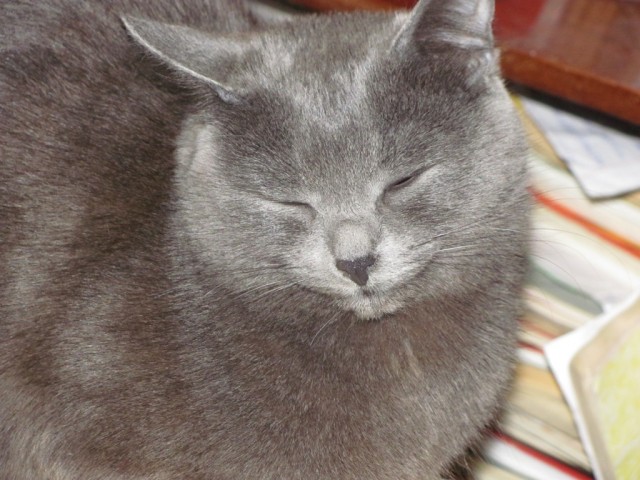 Котовторник с Максом
