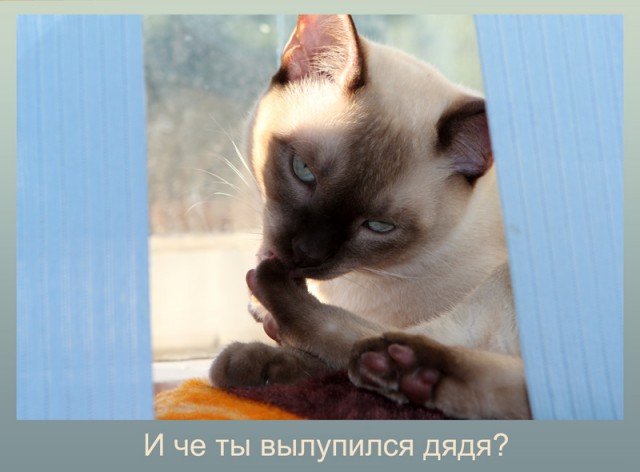 Состоятельный котовторник