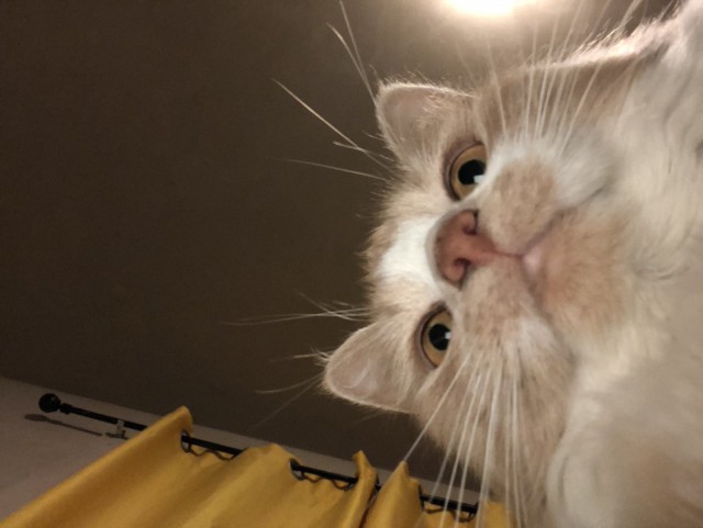 Прикольных котов пост