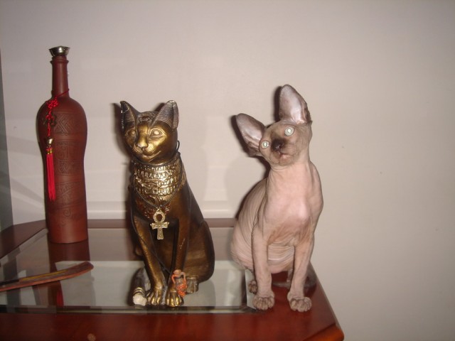 Котовторник (24. 01. 2012 )