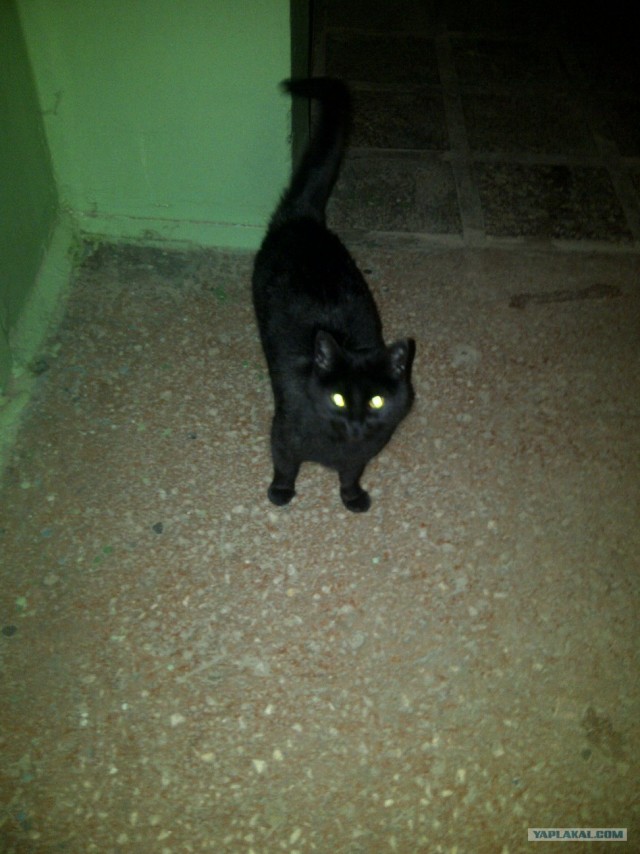 Котовторник 10.04.2012