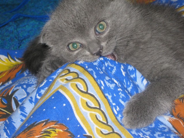 Котовторник  4.09.12