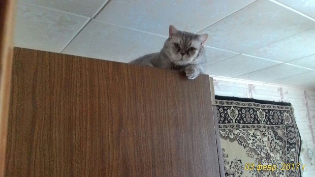 Забавные фото котеек