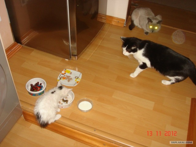 Находка на заднем дворе