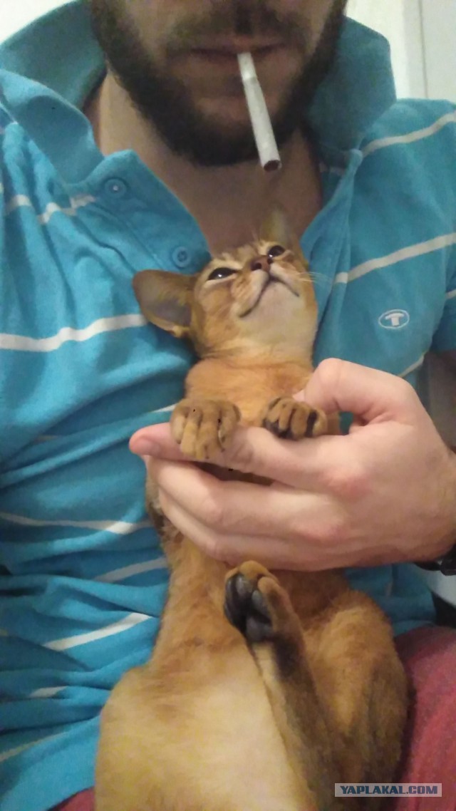 С Днём кошки!