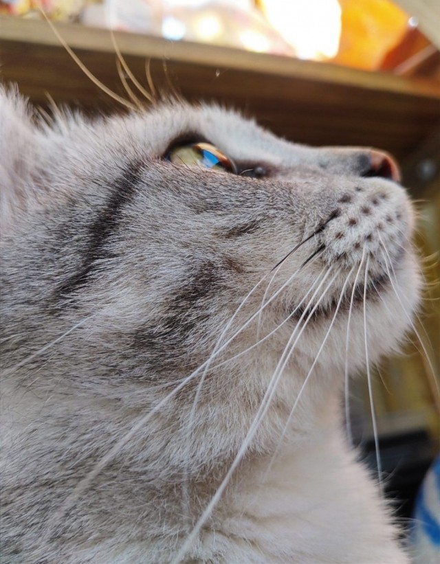Котовторник однако