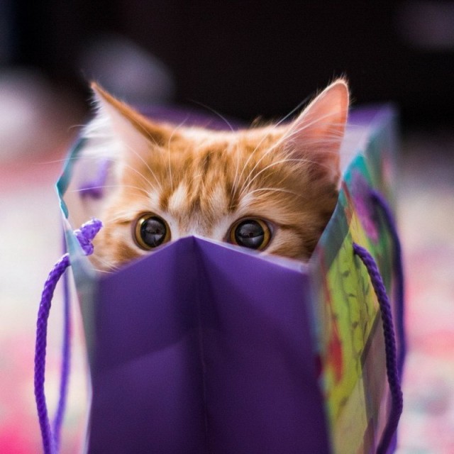 Котовторник однако