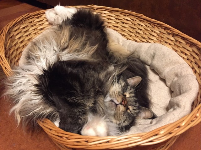 Смешные коты 18.08.20