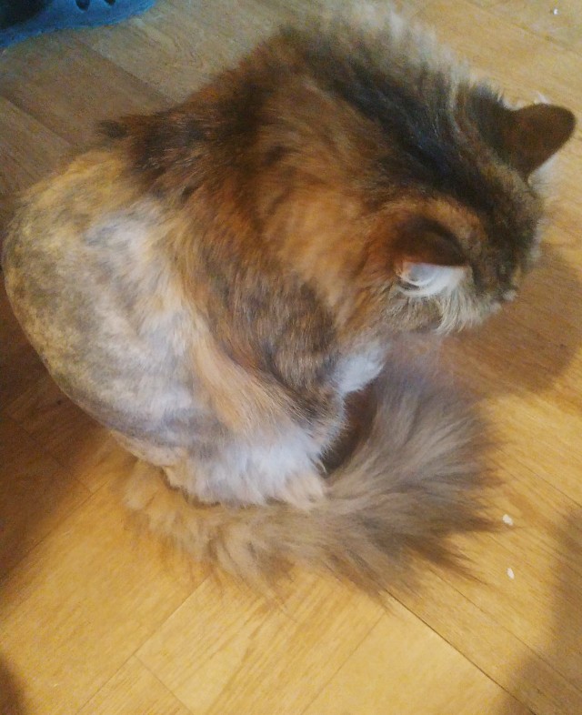 Про котикоф