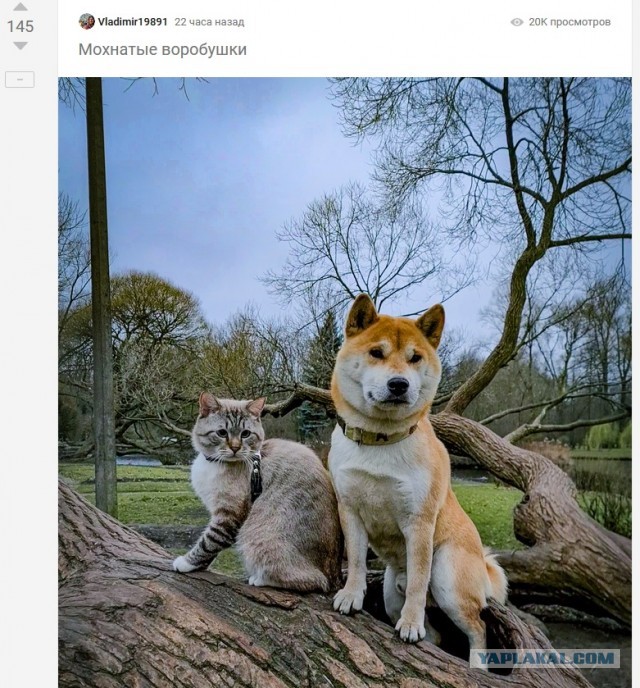 Ко мне, Мухтар!