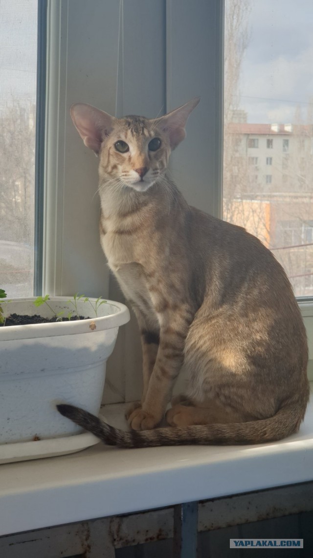 Котовторник. Добавляйте своих