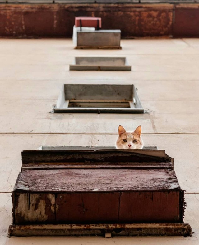 Уличные котаны