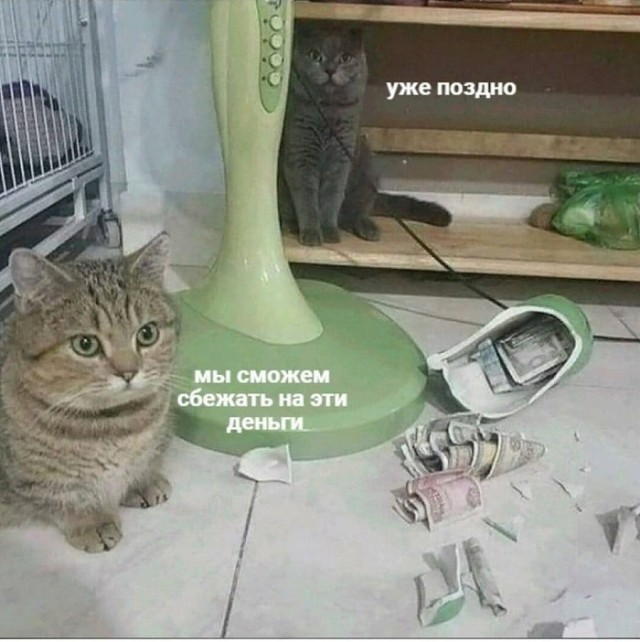 Картинки с надписями и котами