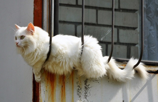 Которник