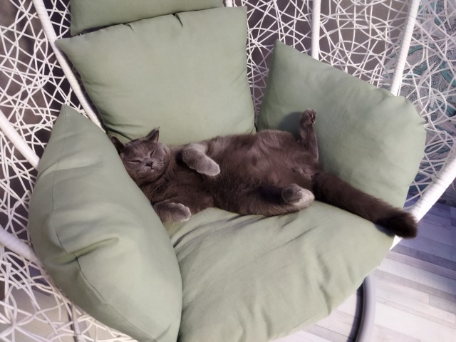 Котовторник 14.09.2021