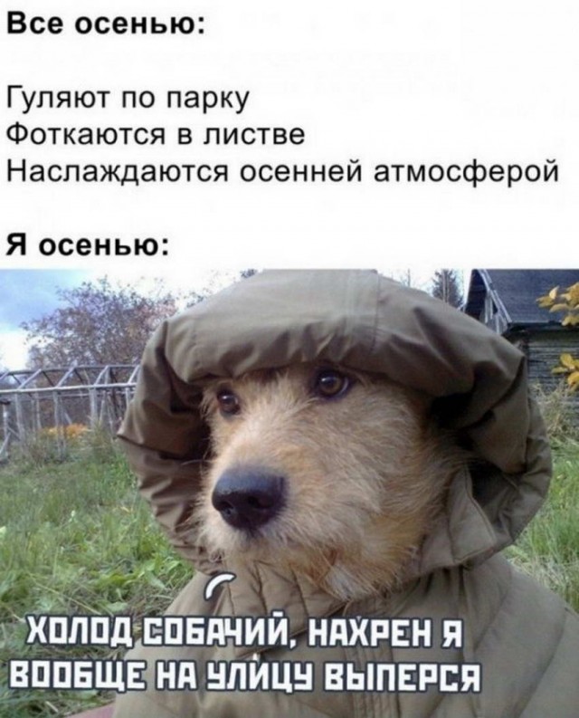 Картинки и мемы для настроения 20.10.2021