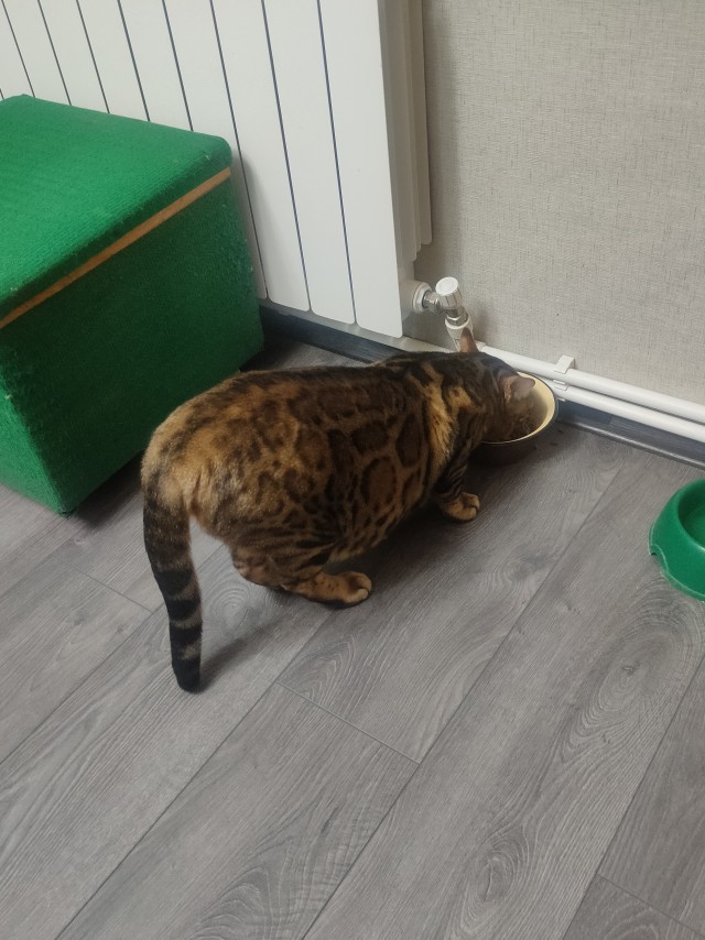Первый котовторник 2022